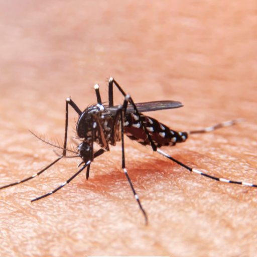 Tratamento, Dedetização e Controle de Mosquitos como a dengue no Rio de Janeiro pela Maximize Dedetizadora