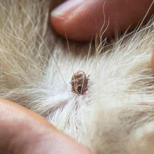 Tratamento, Dedetização e Controle de Pulgas como o Pulga do gato no Rio de Janeiro pela Maximize Dedetizadora